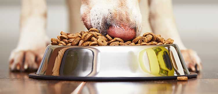 Exploring the Latest Pet Health Trends.